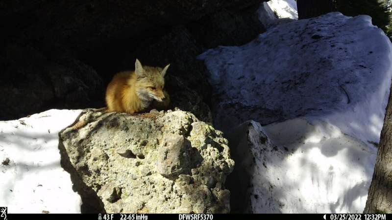 Genetic rescue for the rare red fox?