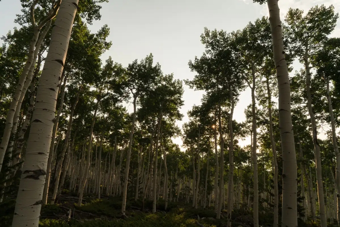 PandoStems Similar to Trees