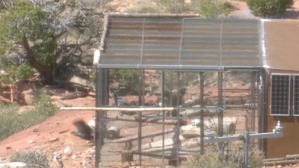 A rare condor hatched and raised by captive adoptive parents now lives in the wild