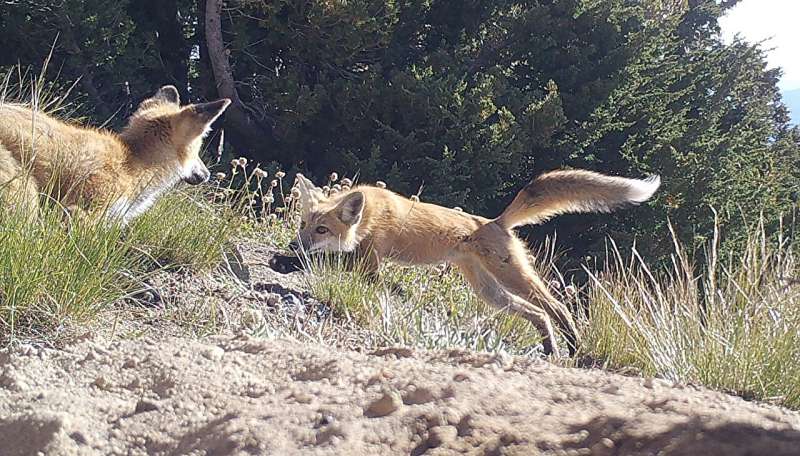 Genetic rescue for the rare red fox?