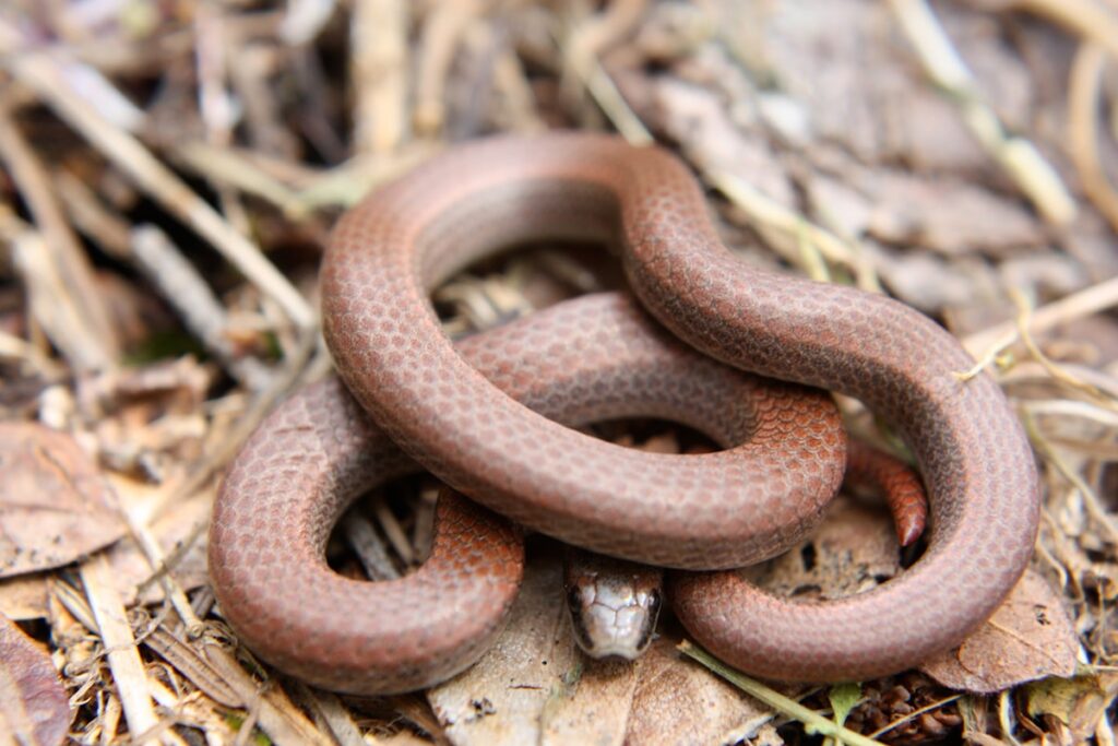 Long-tailed snakes 'probably spread' to Vancouver Island