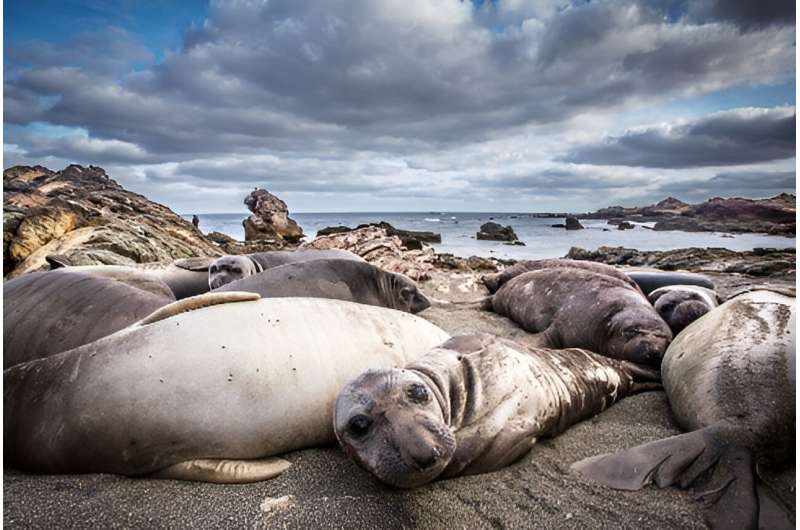 Seal species carry 'genetic damage' after being hunted to the brink of extinction, new study reveals