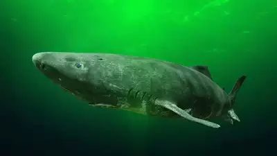 The secret behind the Greenland shark's 500-year life