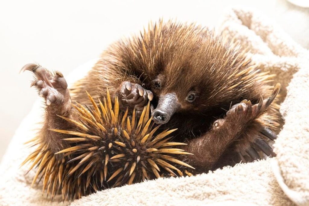 Tiger sharks regurgitate Echidna in a world premiere event