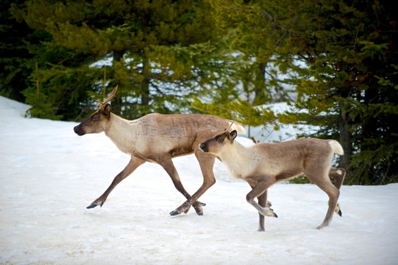 Adults and young caribou walk in the snow in front of evergreen trees.